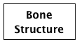 Bone Structure